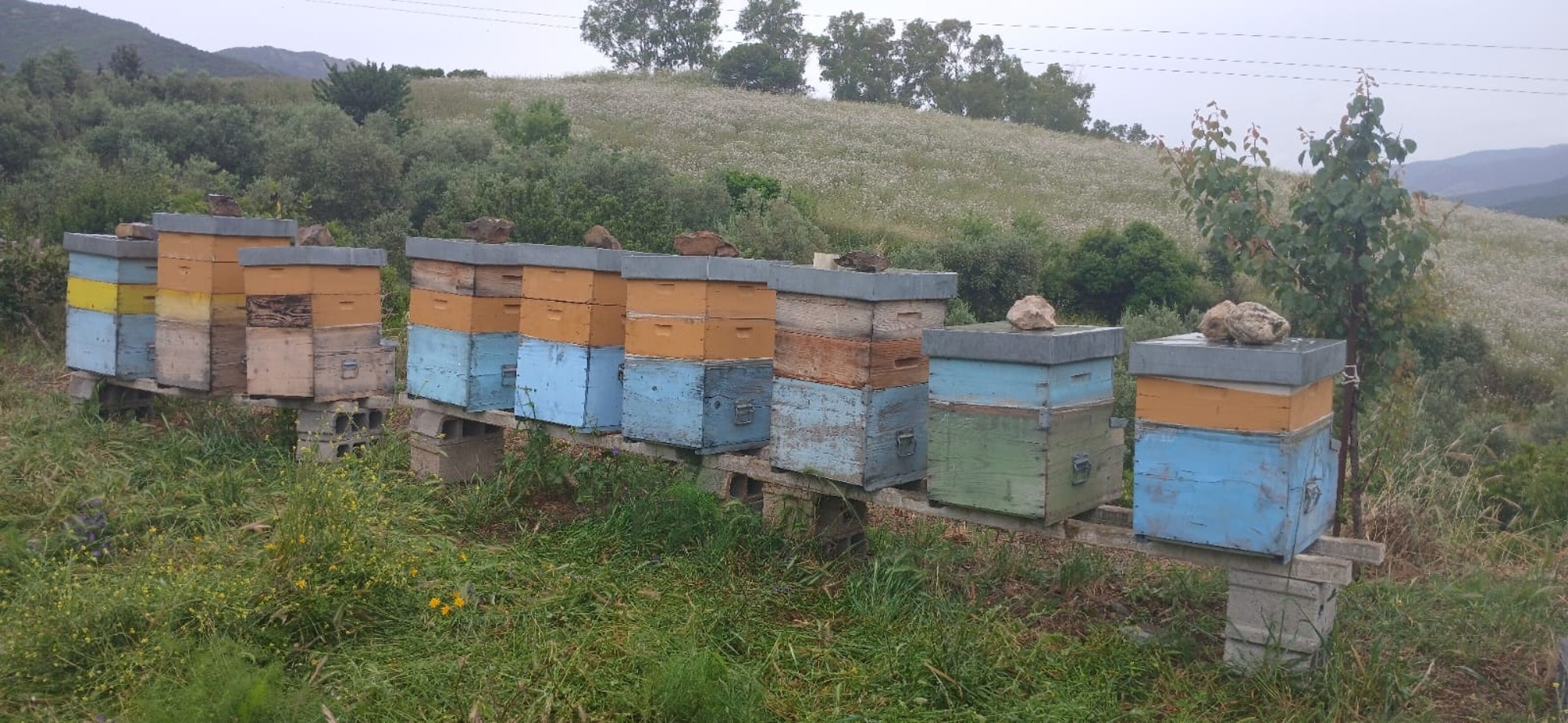 alveari in produzione